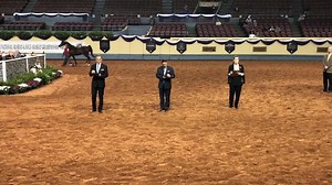 1.7K views · 54 reactions | Video from the Arabian Mare Breeding 3 & Over JTH 14-18 CH! A beautiful class of 8 mares and spectacular handlers! - Kassie Crissman, Youth Nationals 2018 | Arabian Horse World | Facebook
