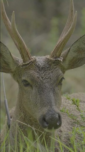 🦌📡 ¿Sabías que la telemetría es una herramientas esenciales para el monitoreo del Huemul del Sur?