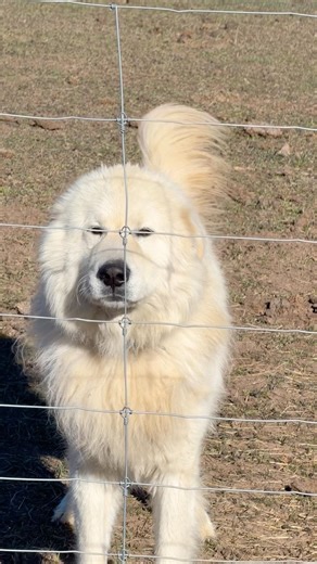 Dog, pig, goats. #animals #animal #ranch