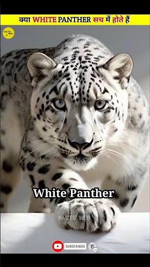 Are White Panthers REAL? The Truth About This Elusive Big Cat!