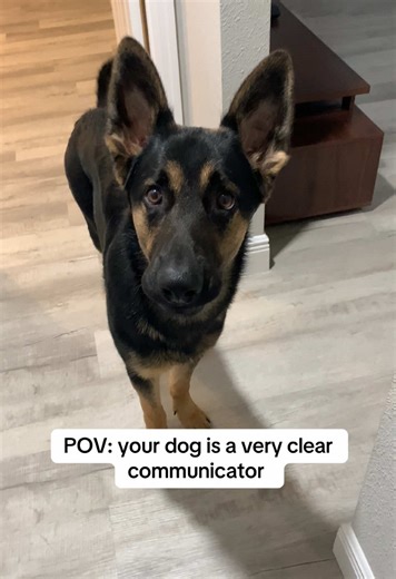 Clear Communication From My German Shepherd
