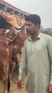 Low price #calf #calfrearing #business #real | Business talks official