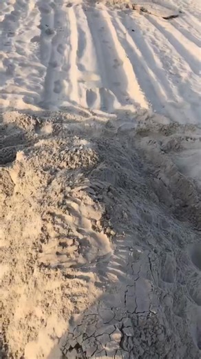 The birds even laughed 😂😂 #comedy #viral #beach | Gary Cook