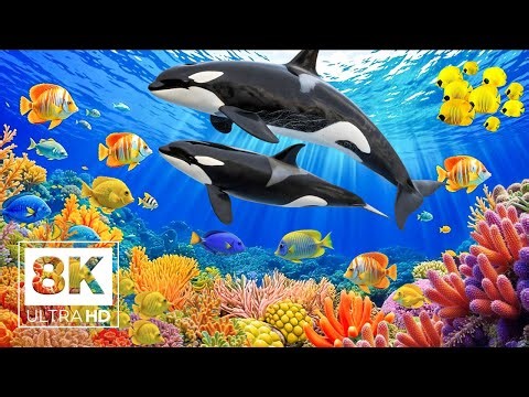 Underwater World 8K ULTRA HD - Explore Marine Life & Sea Animals with Relaxing Sleep Music