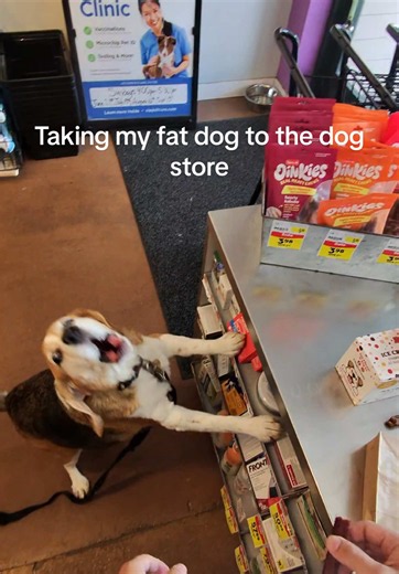 Bro did not want to let go 😭 #dog #funny #viral | Beagle Barking