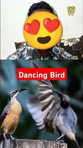 mesmerizing dancing bird #tiktok #nature