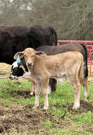 Borderline addiction 😜🤪 #cattle #cows #cow #farm #humor