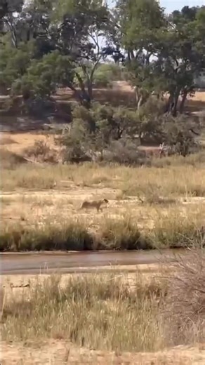 A kill from the pool 🏊 While enjoying the MalaMala pool our guest Jami DeAngelis watched an Ntsevu lioness successfully hunt a nyala bull 🤠 . . . #MalaMalaSafariMoments #MalaMalaGameReserve #ItsAllAboutTheWildlife #safari #bucketlist #meetsouthafrica #southafrica #nature #wildlife #photosafari #luxurysafari #africansafari #travel #explore #wildlifephotography #ntsevupride #ntsevu #lions | Animal Time