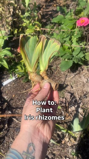 My friend @calmvibe4life sent me some Iris rhizomes recently and I got them planted. I figured I’d show everyone the proper way to plant them. If you cover up the rhizome with soil, it will not survive. Make sure the rhizome is exposed like in the video. #garden #gardening #urbangarden #gardener #urbangardener #gardenersofinstagram #urbangardening #gardeninspiration #gardendesign #backyardgarden | The Inked Master Gardener