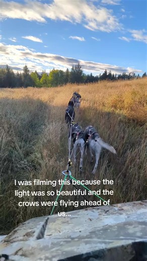 #dogmusher #sleddogtiktok #training #doglover #exciteddogs #huskies #alaskanhusky #teamofdogs #bredforthis #exploring #dogmusherlife