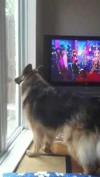 German shepherd barking