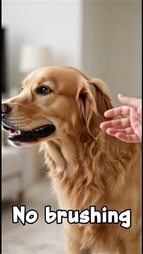 Dogs Over Toothbrushes #puppy #dogfood #petcareprovider #doglife#dog dental#
