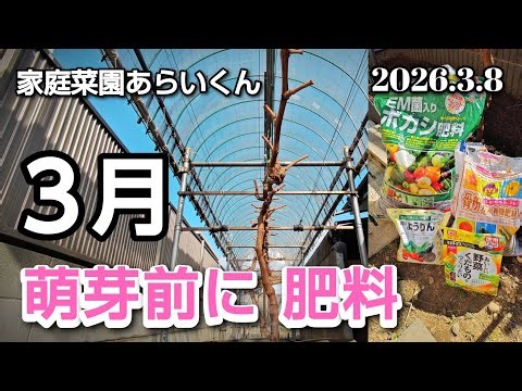 【シャインマスカット、黒系ぶどう】第１９７回、目覚めたぶどうに芽出し肥【家庭菜園】
