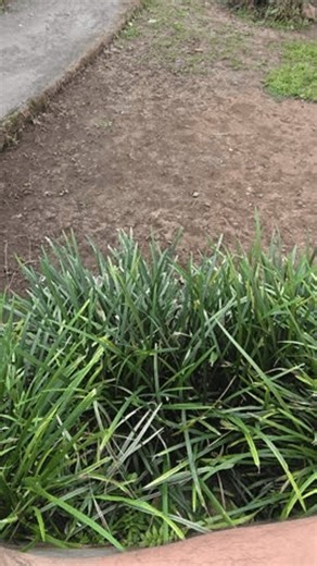 clip-4031777111-march-19-2026-bogor-west-java-indonesia