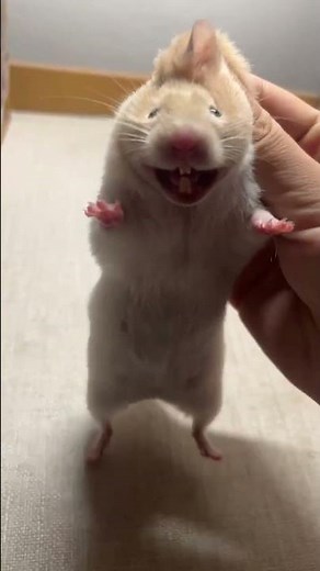 Hamster has hilarious shocked face when picked up