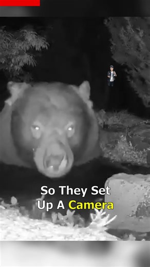 Couple Discovers Bear in Backyard Pond | Unique Wildlife Encounter