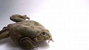 15K views · 409 reactions | Critically endangered, the Lake Titicaca...