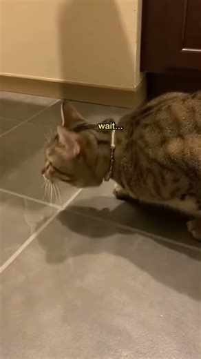 Cat Sniffs Door Then Instantly Glitches 😭🐱