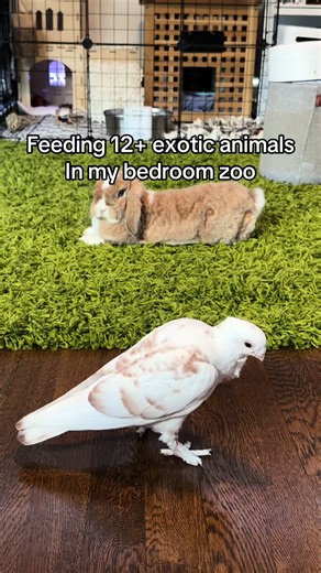 Reupload since the sound was muted: Feeding 12 plus pets in one video what it’s really like being an exotic pet owner as a college student #exoticpets #petsoftiktok #pets #dayinmylife #routine