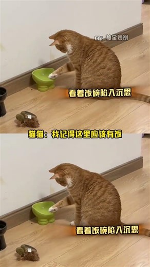 飯碗：我覺得我還可以搶救#貓貓 #搞笑 #萬萬沒想到