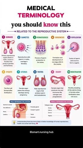 Understanding reproductive system terminology 🧬#ReproductiveSystem #BiologyNotes #NursingStudy