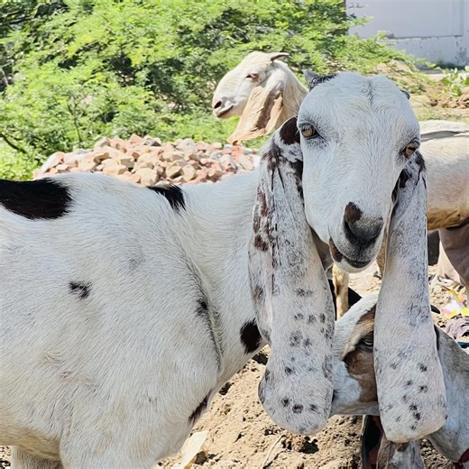 Animal Meeting on Reels