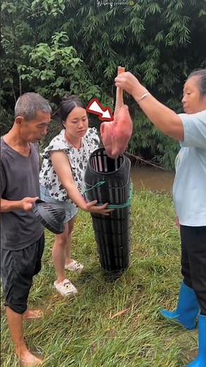 Japan’s Fish Trapping Method Will Shock You 😲 | Smart Fishing Technique #shots #facts