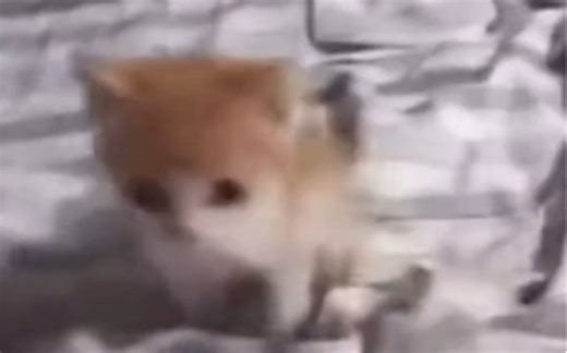 cat with sound effects