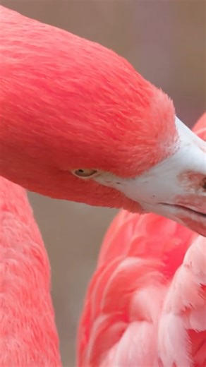 Did you know the word flamingo comes from the Spanish and Portuguese word "flamengo," meaning flame-colored? 🦩🔥 It’s the perfect name for these striking pink birds that gather in large, colorful groups called a flamboyance. From their vivid feathers to their graceful movements, flamingos truly live up to their name. Learn more about these fascinating birds and their brilliant behaviors on Mutual of Omaha's Wild Kingdom Protecting the Wild on NBC. | Mutual of Omaha's Wild Kingdom