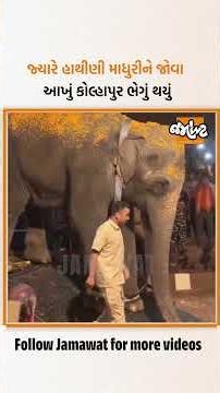 13 મહિના પછી મહાદેવી પોતાના ઘરે પરત ફરી, સ્વાગતમાં આખું કોલ્હાપુર ઉમટ્યું