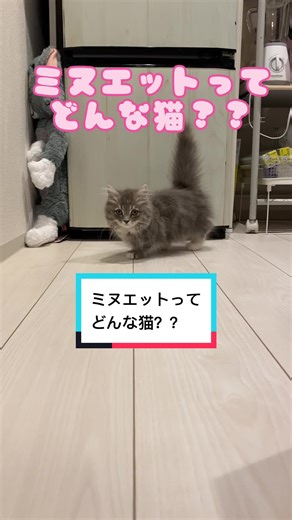 ミヌエットの魅力と特徴 - マンチカンとペルシャ猫のハイブリッド