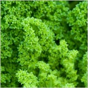 Advantages and Disadvantages of Organic Foods