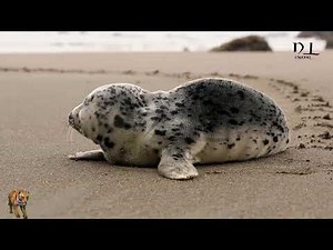 Seal sounds. Baby learn English animals. Seal. N_L CHANNEL.