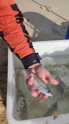 Live Mullet Rig Demo: Tips and Tricks for Trophy-Worthy Fishing