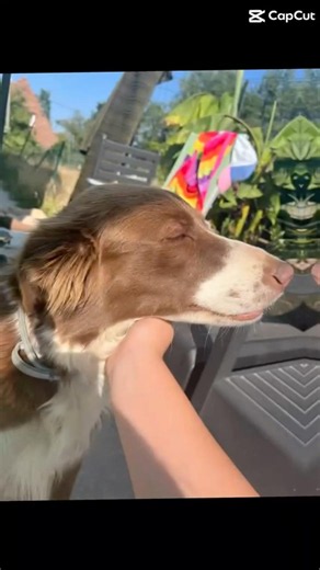 Mes chiens 🥰 #lelevagedoxyne #bordercollie #farmlife #lovedogs #dogs #love #chien #amour #berger