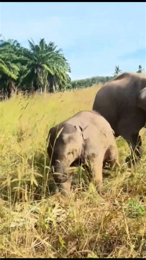 Adorable Elephant Calf Playing Around || Heart-Melting Moments || #shots #elephant