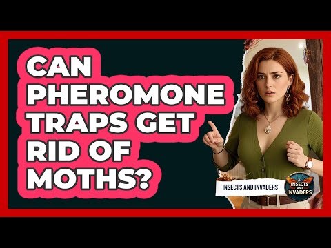 Can Pheromone Traps Get Rid Of Moths?