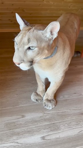 Cats that understand human language.... Messi is so adorable..... 🤣❤️😍 #puma #pumamessi | Team RRQ Unofficial