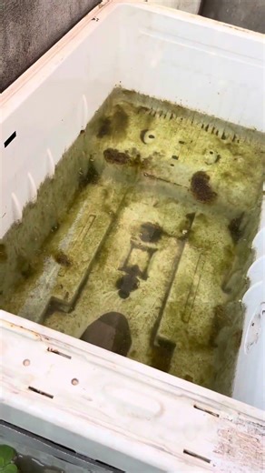 Our setup 🐟 #vlog #fypシ #minivlog #fypシ゚viral #fyp #guppy #redtailcatfish