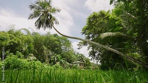 Tilted palm tree stands over green rice fields in rural Asia. Traditional foliage, tranquil, pastoral life. Agricultural landscape with iconic flora, clear skies beckon viewers serene tropics. Slowmo