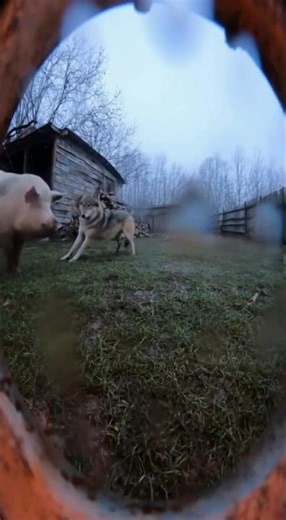 💥🐖 Pig Fights Back — Wolf FREEZES in Shock