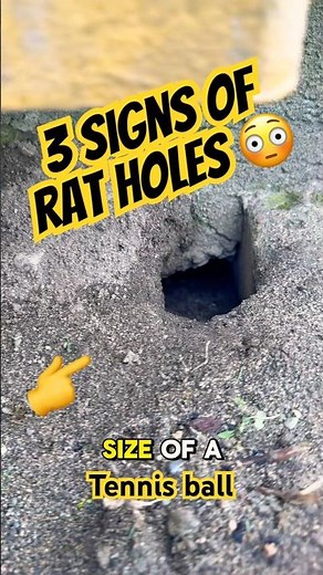 3 Ways to Spot a Rat Hole Around Your Building (Vancouver Pest Control Tips)