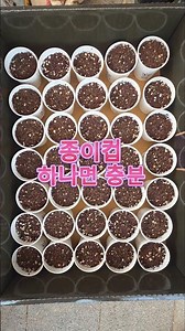 이거 하나로 텃밭 시작 끝 #종이컵모종 #씨앗심기 #모종키우기 #텃밭가꾸기 #그리고잠시후