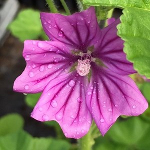 Common Mallow (Malva sylvestris)
