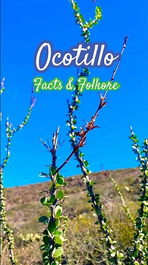 Ocotillo | Desert Survival & Folklore