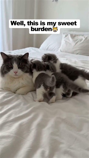 Help! Mama cat overwhelmed by kittens 😹❤️ #cat