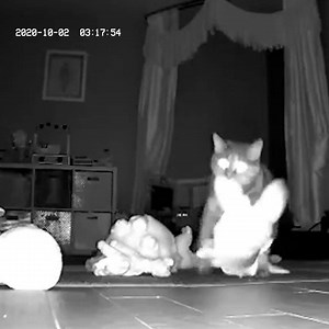 15M views · 178K reactions | Woman sets up hidden camera to find out what her cat's doing with her daughters' toys  | The Dodo | Facebook