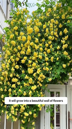 yellow lady bank | SRK