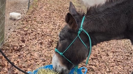 Meet Hope: the Byron donkey with world record breaking ears