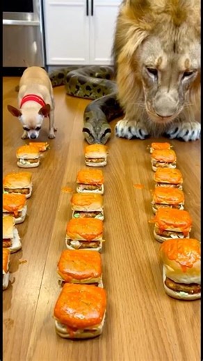 Lion vs chihuahua vs Python 💔😱😭#shorts #usa #animals #us #challenge #animalworld